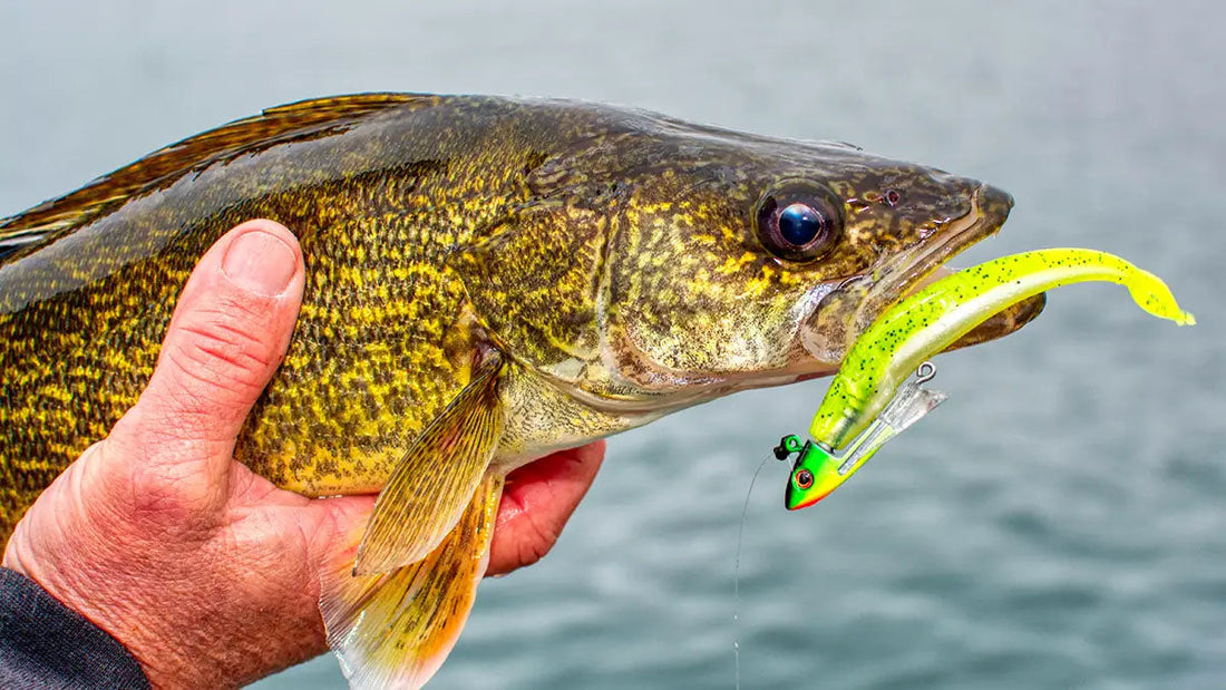 Best Fishing Lures for Walleye - Grand Goldman