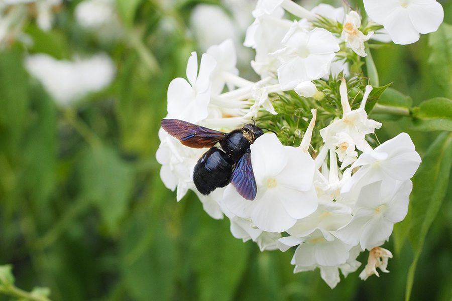 Spring Pests: Identify & Eliminate Them Before They Invade