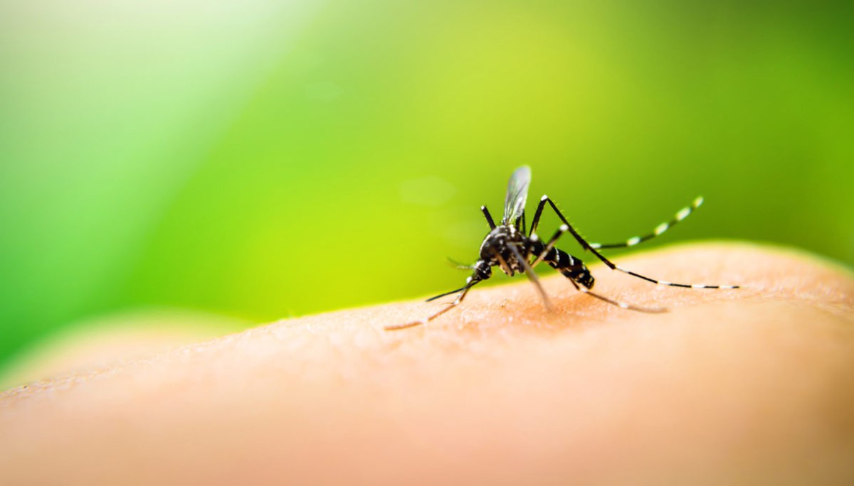How Long Do Mosquitoes Live? Surprising Lifespan Facts