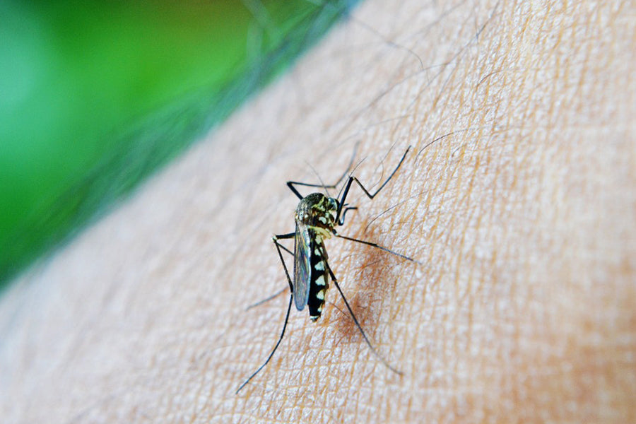 Why Mosquito Bites Itch and How to Stop Them Fast