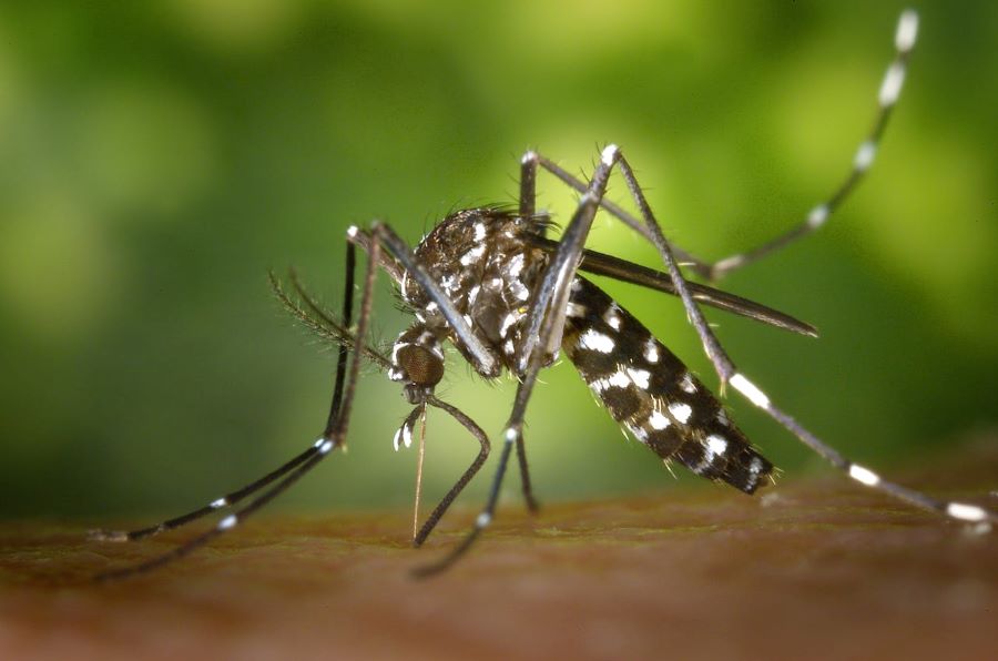 Dengue Alert in Italy: Prevention, Symptoms & Treatment Tips