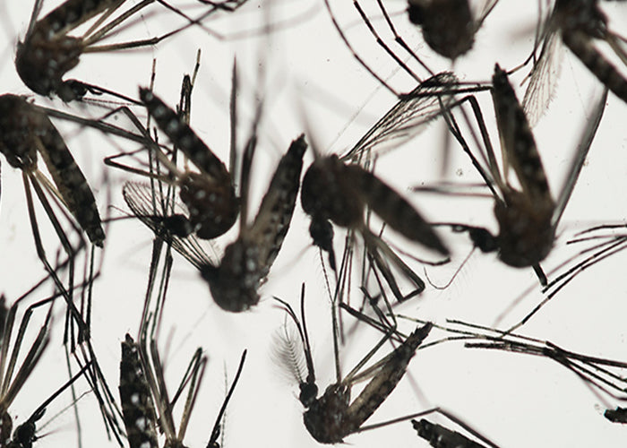 Summer 2016: Record Mosquito Season? Prevention Tips