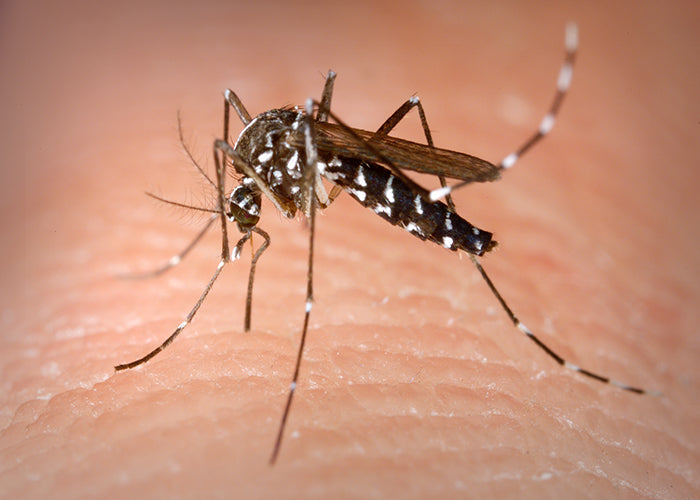 What Attracts Mosquitoes? Key Factors & Prevention Tips