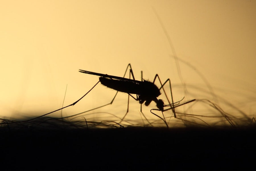 Mosquito Control: Larvicide & Adulticide Treatments That Work