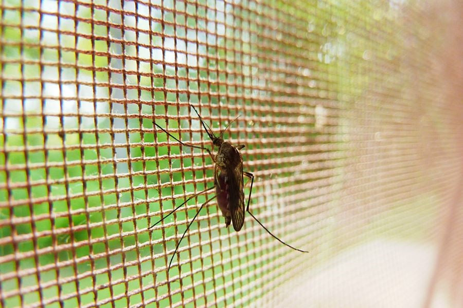10 Surprising Mosquito Facts You Didn’t Know (But Should)