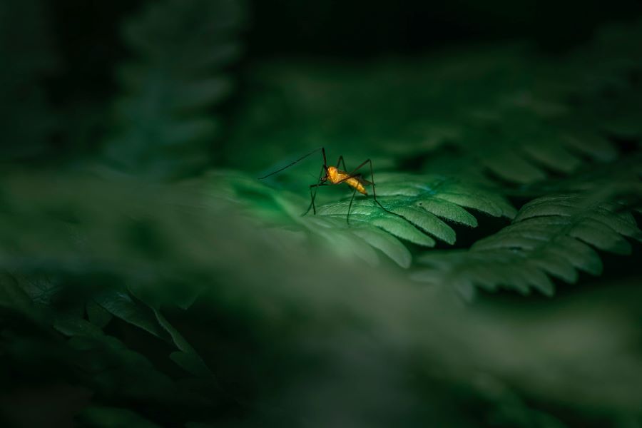 Mosquito Bites: Debunking 7 Myths for Better Pest Control