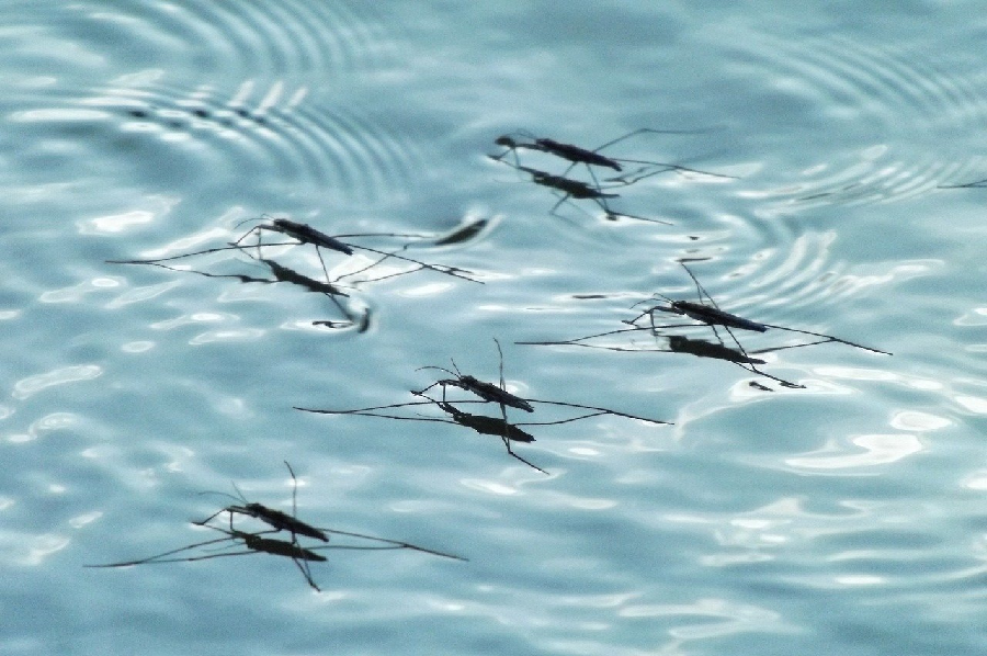Spring Mosquito Prevention: Stop Infestations Before They Start