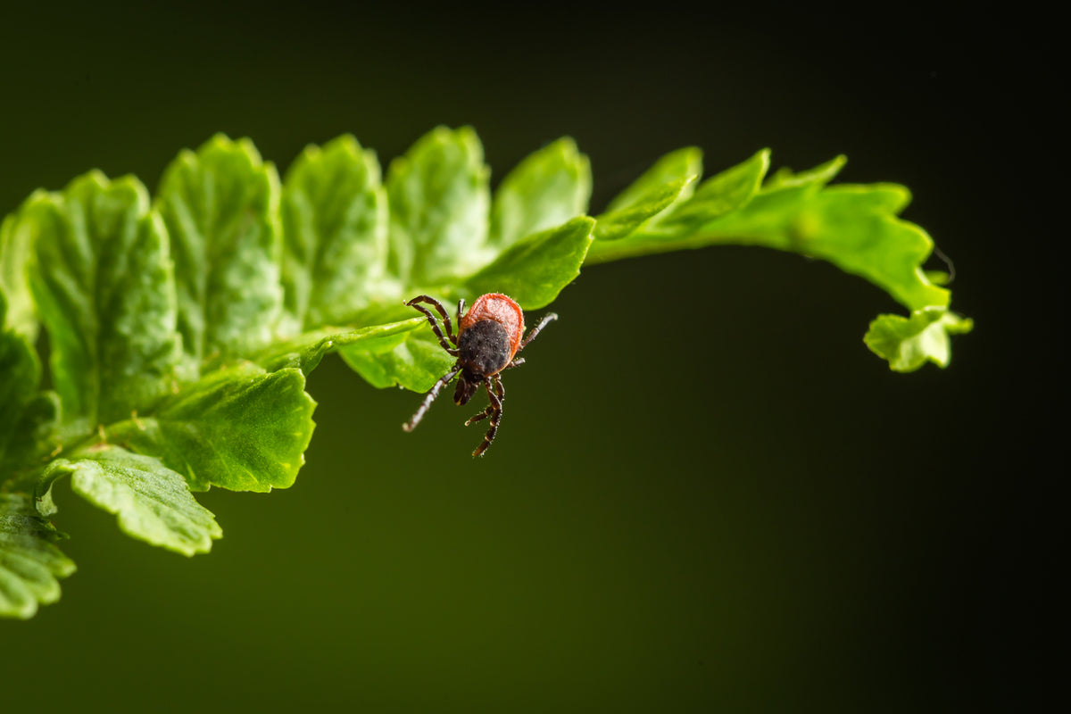 Ticks in Your Private Garden: Risks & Proven Prevention Tips