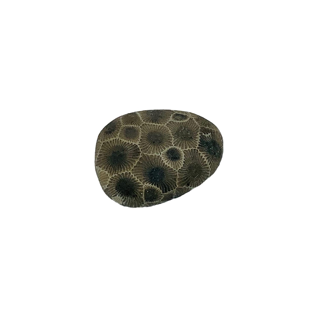 Petoskey Stone (Polished) Rock Hexagonaria | Beautiful Fossil with Nice Gift Bag
