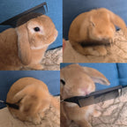 Metal Carbon Parting Combs for Women, Girls - 20 PCS for Curly, Braiding, Styling Hair (Black)