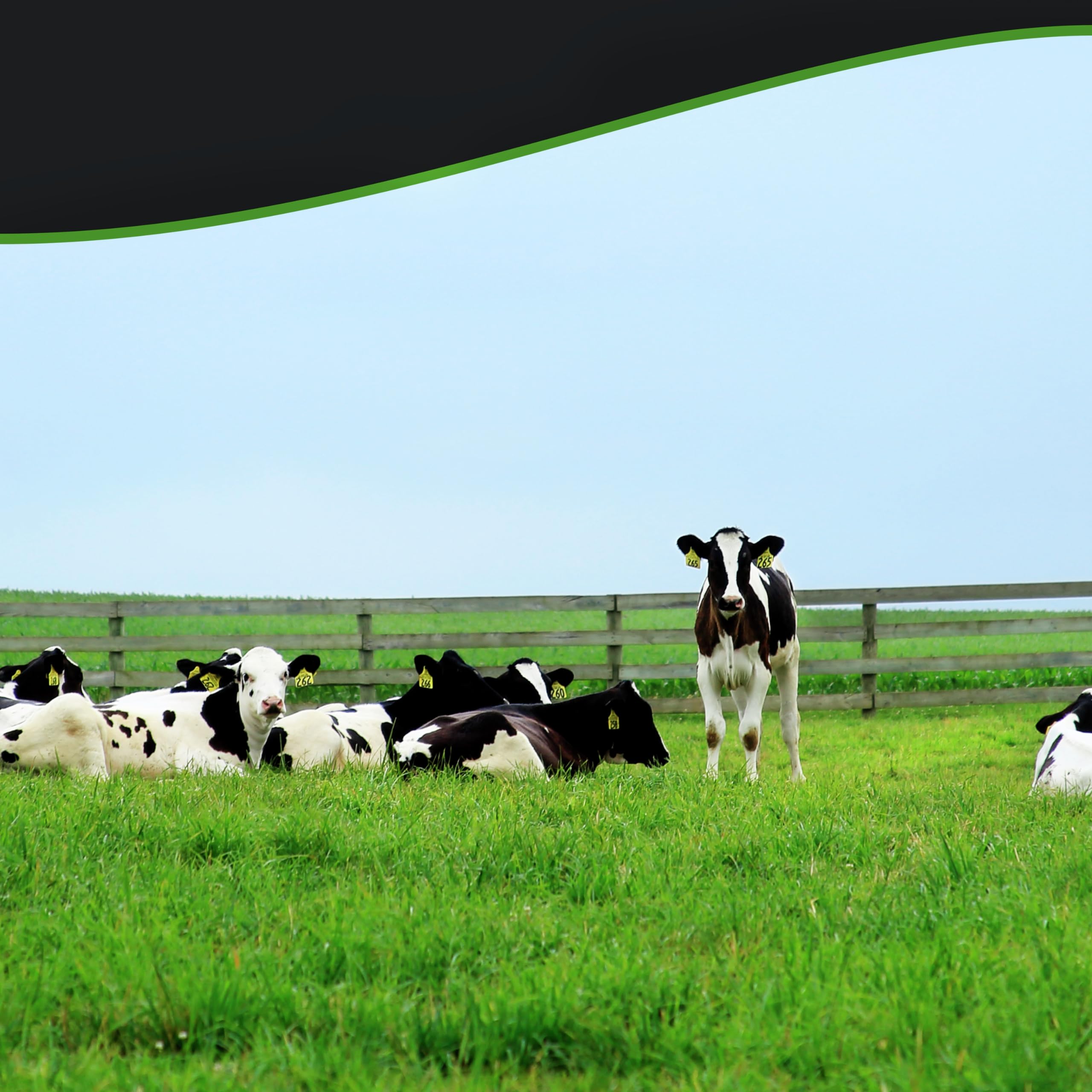 Breyers Ice Cream For a Frozen Dessert On-The-Go Natural Vanilla Snack Cups Made with 100% Grade A Milk & Cream, Sustainably-Farmed Vanilla 3 oz 10 ct