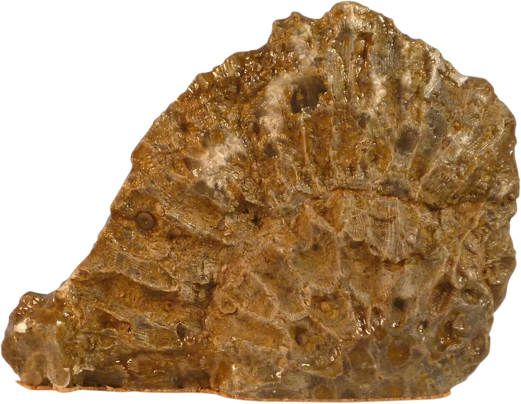 Hand Crafted Petoskey Stone (Small) Decorated with Michigan Copper. Michigan State Stones Great for Office Table or Desk Decor - Medium (Small)