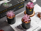 Der Rose Set of 6 Succulents Plants Artificial in Pots Small Fake Plants for Bedroom Aesthetic Living Room Office Shelf Bathroom Decor - Grand Goldman