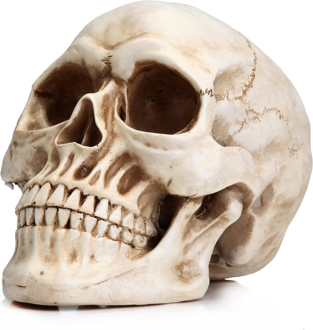 READAEER Life Size Human Skull Model 1:1 Replica Realistic Human Adult Skull Head Bone Model (White) - Grand Goldman
