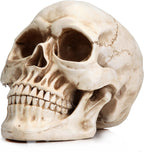 READAEER Life Size Human Skull Model 1:1 Replica Realistic Human Adult Skull Head Bone Model (White) - Grand Goldman