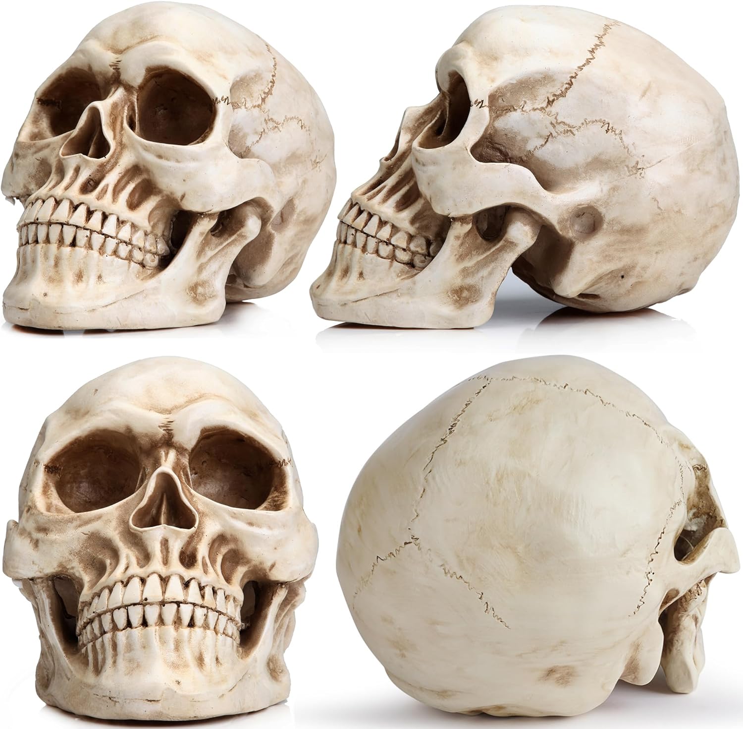 READAEER Life Size Human Skull Model 1:1 Replica Realistic Human Adult Skull Head Bone Model (White) - Grand Goldman