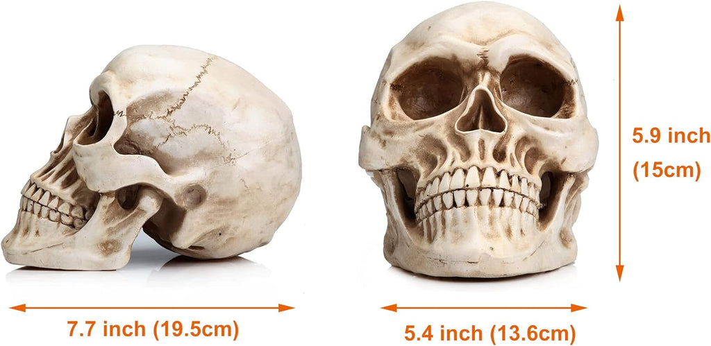 READAEER Life Size Human Skull Model 1:1 Replica Realistic Human Adult Skull Head Bone Model (White) - Grand Goldman