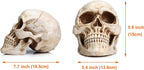 READAEER Life Size Human Skull Model 1:1 Replica Realistic Human Adult Skull Head Bone Model (White) - Grand Goldman