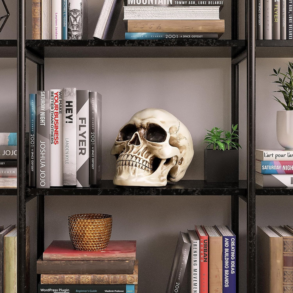 READAEER Life Size Human Skull Model 1:1 Replica Realistic Human Adult Skull Head Bone Model (White) - Grand Goldman