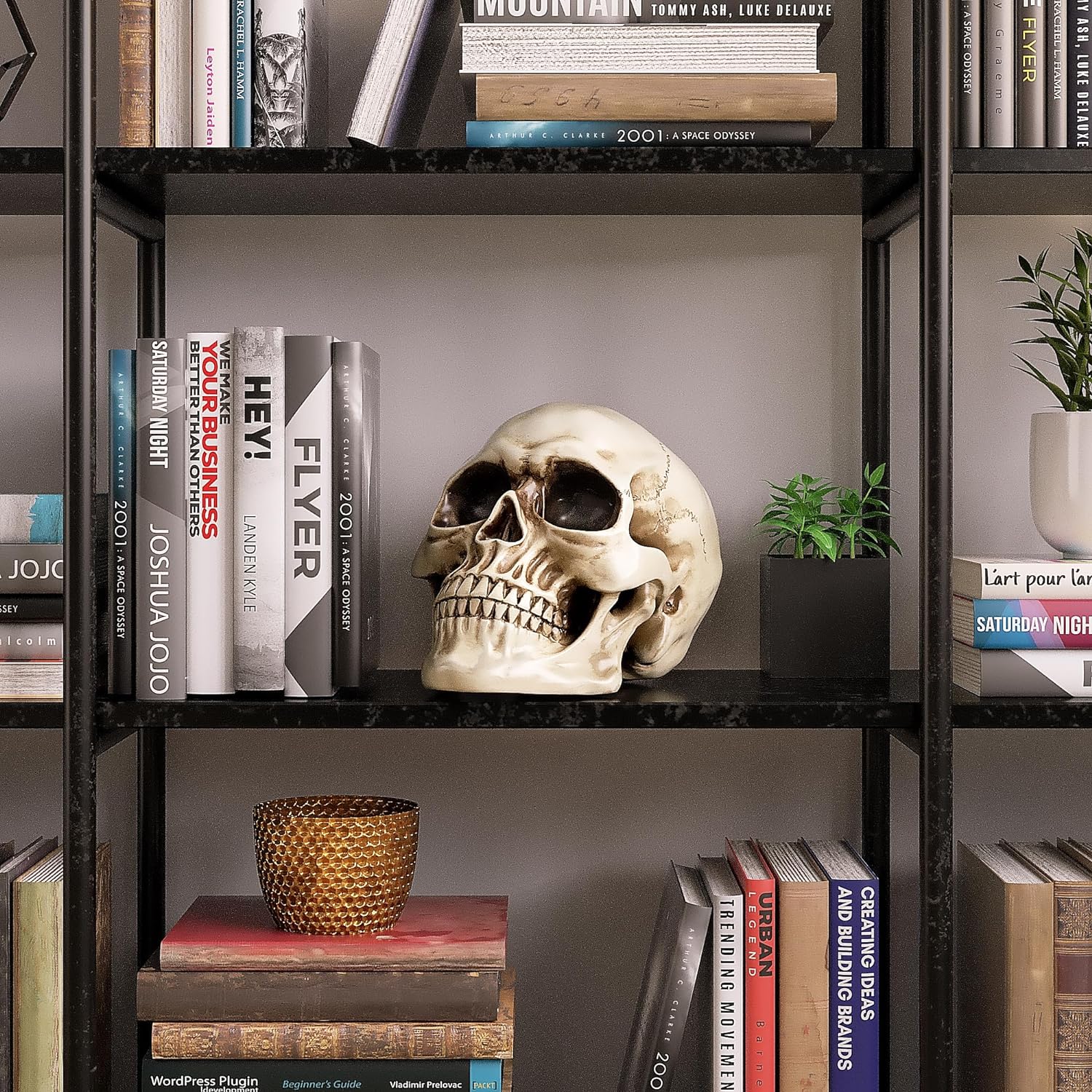 READAEER Life Size Human Skull Model 1:1 Replica Realistic Human Adult Skull Head Bone Model (White) - Grand Goldman