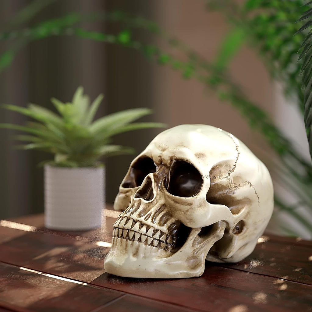 READAEER Life Size Human Skull Model 1:1 Replica Realistic Human Adult Skull Head Bone Model (White) - Grand Goldman